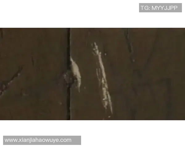 国际足球手机新浪网全面解析全球赛事动态与球员转会信息